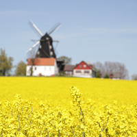 Bike out to the typical local windmills.